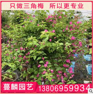 黄色三角梅盆栽 三角梅绿化工程 庭院室内绿化观花植物图2