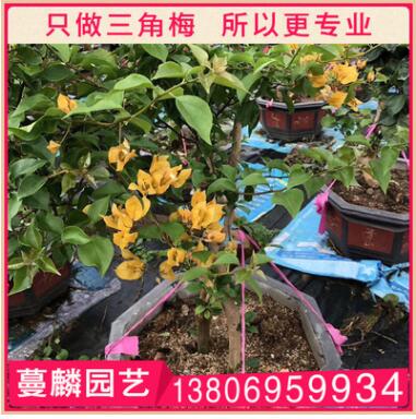 黄色三角梅盆栽 三角梅绿化工程 庭院室内绿化观花植物图3