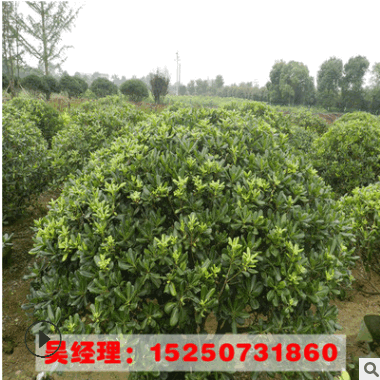 供应工程绿化海桐球树苗规格齐全 山东工程绿化苗 海桐苗货源足图3