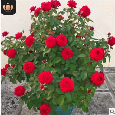 月季花盆栽灌木大花浓香型阳台植物庭院蔷薇玫瑰花卉四季开花大苗 月季花盆栽灌木大花浓香型阳台植物庭院蔷薇玫瑰花卉四季开花大苗