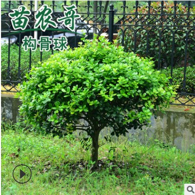 出售四季常青无刺枸骨球 圣诞果 无刺枸骨果 大小规格齐全 包邮 出售四季常青无刺枸骨球 圣诞果 无刺枸骨果 大小规格齐全 包邮