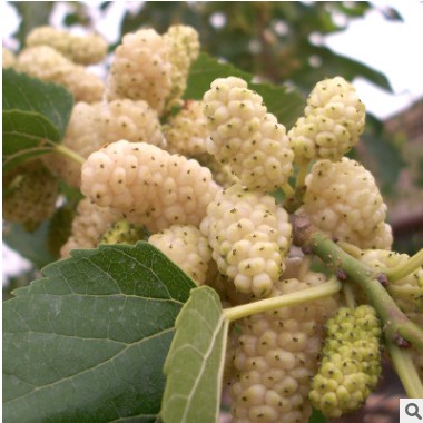 果桑2年盆栽苗 家庭桑树桑葚盆栽果树【白玉王】果树苗 桑树树 果桑2年盆栽苗 家庭桑树桑葚盆栽果树【白玉王】果树苗 桑树树