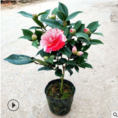 山茶花批发 五色香妃盆栽 室内庭院种植云南茶花树苗 带花苞发货 山茶花批发 五色香妃盆栽 室内庭院种植云南茶花树苗 带花苞发货