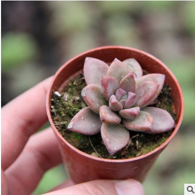 多肉植物老桩姬胧月组合花卉盆栽防辐射趣味新奇多肉满减包邮特价 多肉植物老桩姬胧月组合花卉盆栽防辐射趣味新奇多肉满减包邮特价