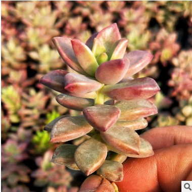 青星美人韩国多肉植物花卉植物盆栽花卉盆景一点红 叶尖红色 青星美人韩国多肉植物花卉植物盆栽花卉盆景一点红 叶尖红色