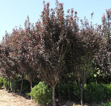 基地批发紫叶李 工程绿化苗木 红叶李 紫叶稠李图2