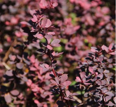 基地批发紫叶李 工程绿化苗木 红叶李 紫叶稠李图3