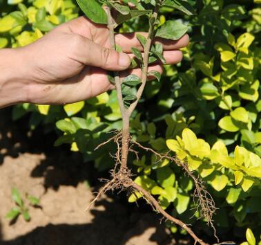 批发金叶女贞树 庭院绿化小区园林绿化树 四季常青庭院植物图2