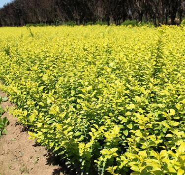 批发金叶女贞树 庭院绿化小区园林绿化树 四季常青庭院植物图3