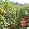 批发工程绿化苗 青枫 盆栽庭院 园林绿化 行道树 规格全