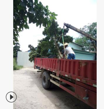 自产自销罗汉松造型美观图2