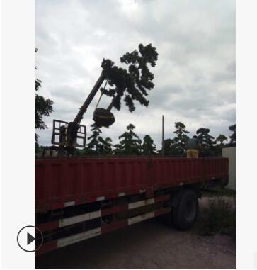 自产自销罗汉松造型美观图3