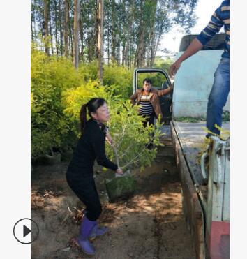 大量供应黄金宝树黄金宝树大规格齐全黄金宝树图2