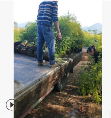 大量供应黄金宝树黄金宝树大规格齐全黄金宝树图3