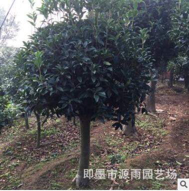 批发精品嫁接青岛即墨崂山桂花 种类齐全 成活率高图3