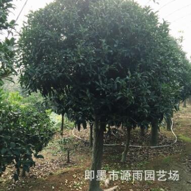 批发精品嫁接青岛即墨崂山桂花 种类齐全 成活率高图2