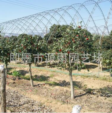 供应庭院观花耐冬 茶花耐冬小苗 园林绿化耐冬小苗图2