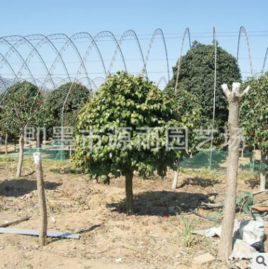 供应庭院观花耐冬 茶花耐冬小苗 园林绿化耐冬小苗图3