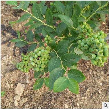 兔眼蓝莓苗品种齐全量大优惠地栽蓝莓树苗可南北方种植蓝莓树苗图2