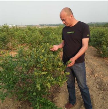 兔眼蓝莓苗品种齐全量大优惠地栽蓝莓树苗可南北方种植蓝莓树苗图3