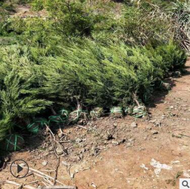 黑松油松规格齐全外形漂亮可观赏性高松树绿化工程树货源充足松树图3