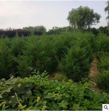 黑松油松规格齐全外形漂亮可观赏性高松树绿化工程树货源充足松树图2