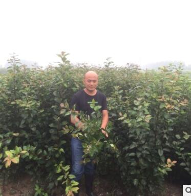 基地直销2公分苹果树苗 红肉苹果树苗 红富士苹果树苗3公分苹果苗图3