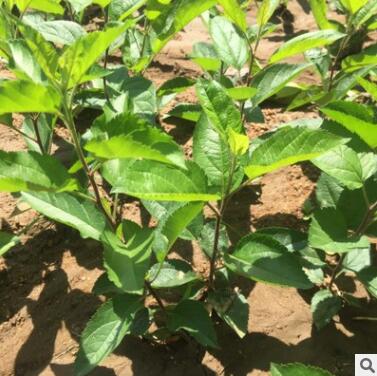 基地直销2公分苹果树苗 红肉苹果树苗 红富士苹果树苗3公分苹果苗图2