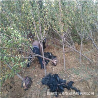 基地直销6公分樱花树 高杆樱花树图3