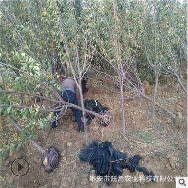 基地直销6公分樱花树 高杆樱花树图2