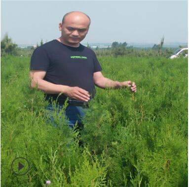 侧柏小苗基地热卖直销抗寒抗冻侧柏小苗易管理低价批发侧柏小苗图2