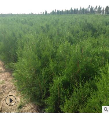 侧柏小苗基地热卖直销抗寒抗冻侧柏小苗易管理低价批发侧柏小苗图3