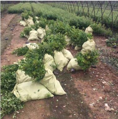 蓝莓小树苗山东基地热销薄雾蓝莓树苗品种纯正丰产稳丰蓝莓树苗图3