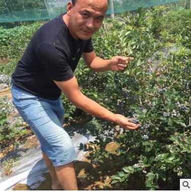 蓝莓小树苗山东基地热销薄雾蓝莓树苗品种纯正丰产稳丰蓝莓树苗图2