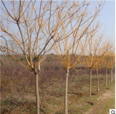 园林景观苗木黄金槐树苗 市政绿化工程观赏树苗 庭院道路行道树图2