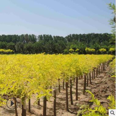 园林景观苗木黄金槐树苗 市政绿化工程观赏树苗 庭院道路行道树图3