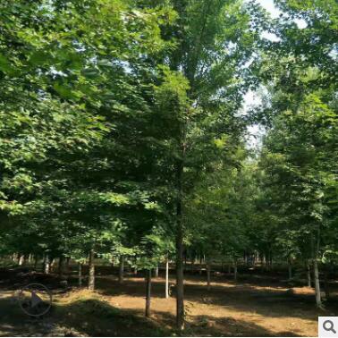 供应庭院盆栽绿化苗木观赏美国红枫树苗工程绿化苗木行道观赏乔木图2