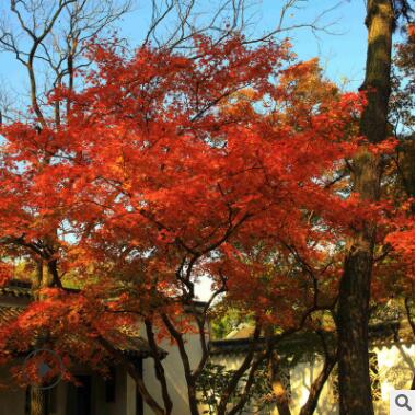 供应庭院盆栽绿化苗木观赏美国红枫树苗工程绿化苗木行道观赏乔木图3