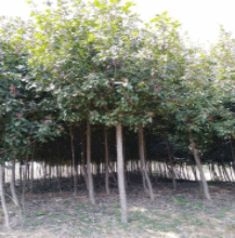 高杆红叶石楠