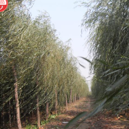 山阳县峰发苗木种植垂柳