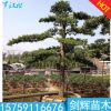 漳州罗汉松批发 苗木基地供应大规格造型罗汉松