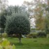 油橄榄树苗木花园露台庭院室外园林大型绿化真植物大树