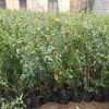 优质蓝莓苗批发 1-3年蓝莓苗 蓝丰薄雾蓝莓苗 营养钵蓝莓苗