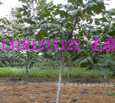 2-3-4-5年生核桃树当年结果绿化占地核桃树大小规格6-8-10公分粗