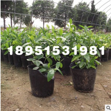 批发盆栽花卉栀子花苗 栀子花盆栽 栀子花三年苗当年开花量大优惠图3
