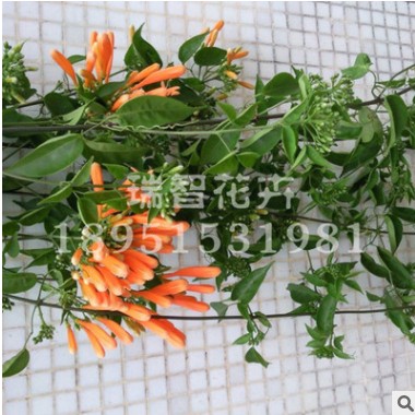炮仗花苗藤美丽易养藤本炮仗花图2