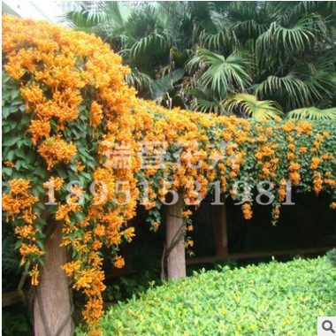 炮仗花苗藤美丽易养藤本炮仗花图3