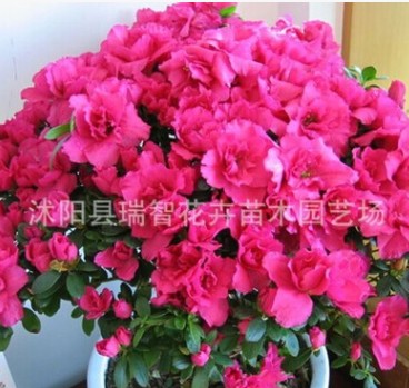 高档室内盆栽花卉图3