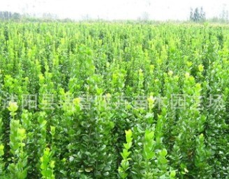 绿化苗木庭院花卉植物红王子锦带小苗 红王子锦带树苗耐寒耐旱图3