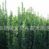 绿化苗木庭院花卉植物红王子锦带小苗 红王子锦带树苗耐寒耐旱